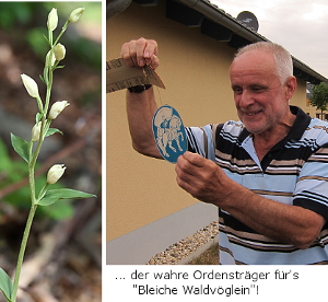 waldvoeglein